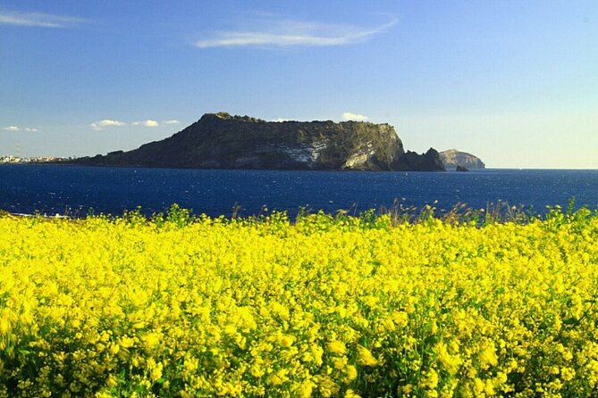 Full-Day Visiting Jeju Island Private Tour With Lunch in Jeju - What to Expect on Tour