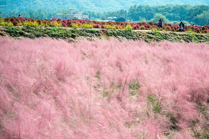 Nari Park, Pink Muhly Grass, Dumulmeori Day Tour (Free Hot Dog!) - What to Expect on Tour