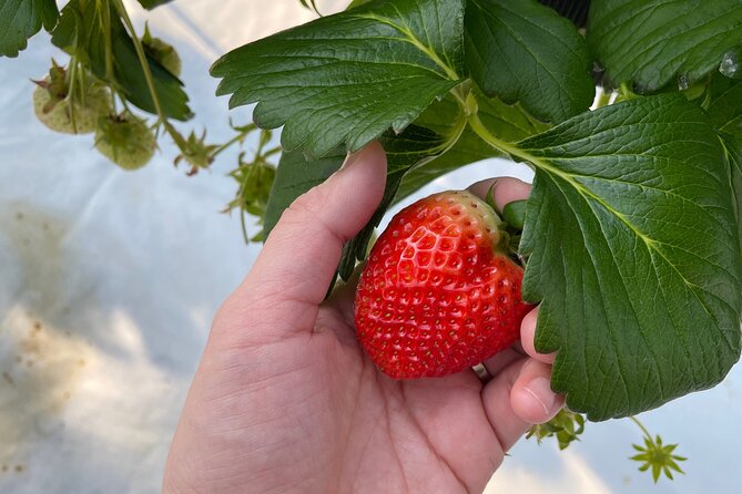 Pocheon Art Valley With Strawberry Picking Half-Day Tour - What to Expect