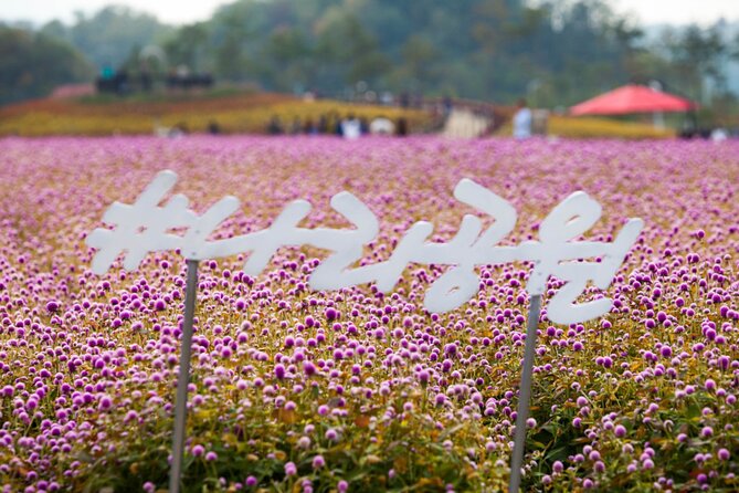 Nari Park, Pink Muhly Grass, Dumulmeori Day Tour (Free Hot Dog!) - Tour Policies and Rules