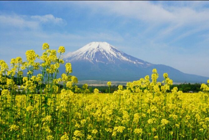 Half Day Private Oreum(Small Mountain ) Tour in Jeju Island - Tour Itinerary and Schedule