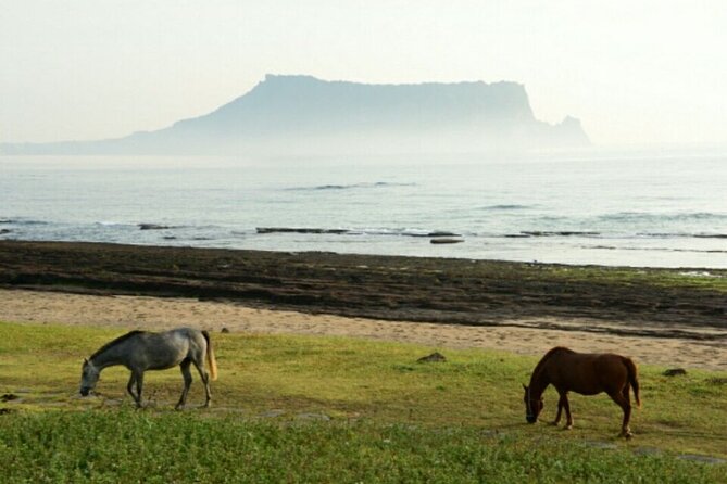 Half Day Private Oreum(Small Mountain ) Tour in Jeju Island - Just The Basics